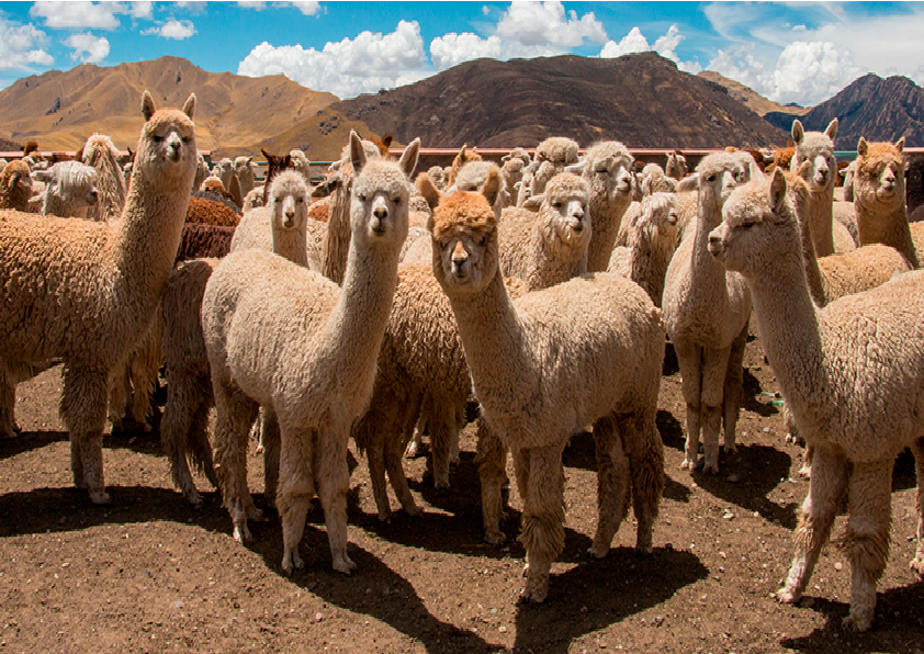 Mundo Alpaca